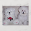 Search for bichon frise postcards White