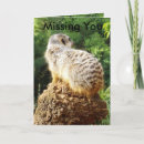 Search for meerkat cards Animal