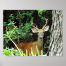 Search for buck deer posters Nature