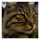 Search for long hair cats posters Feline