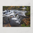Search for fallen tree postcards Landscape