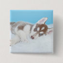 Search for huskies badges Alaskan malamute