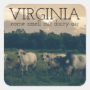 Search for smell stickers Cow