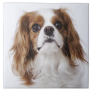 Search for dog cavalier king charles spaniel tiles Animal