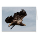 Search for take flight cards Raptor