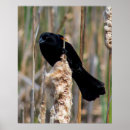 Search for blackbirds posters Photography