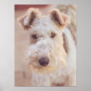Search for welsh terrier art Cute