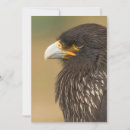 Search for prey invitations Bird of prey