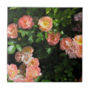 Search for coral pink tiles Peach