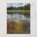 Search for pond reflection postcards Tree