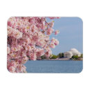 Search for cherry tree magnets Outdoors