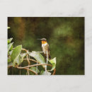 Search for ruby throat postcards Ruby throated hummingbird