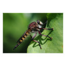 Search for flying insect posters Wildlife