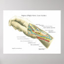 Search for hand anatomy posters Human