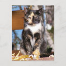 Search for tortoise shell postcards Animal