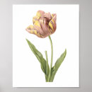 Search for tulipa posters Flower