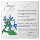 Search for borage Plants