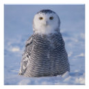 Search for cute owls posters Bird