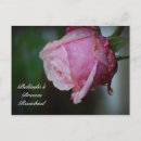 Search for rosebud postcards Nature