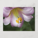Search for native flowers postcards Nature