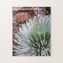 Search for cactus plant puzzles Floral