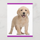 Search for yellow labrador retriever postcards Thinking of you