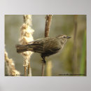 Search for cattails posters Wildlife