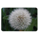 Search for dandelions magnets Seeds