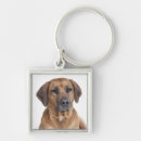 Search for rhodesian ridgeback dog key rings Puppies