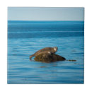 Search for atlantic tiles Sea