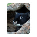 Search for rabbit magnets Cute animals