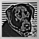 Search for black lab retriever dog posters Labrador