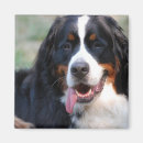 Search for bernese mountain magnets Pet