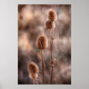 Search for thistle art Flora