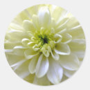 Search for chrysanthemum flower stickers Nature