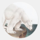 Search for polar bear illustration stickers Wildlife