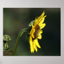 Search for hirta Yellow flower