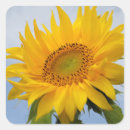 Search for sunflower seals stickers Floral