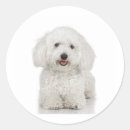 Search for white fur stickers Puppy