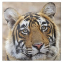 Search for tiger face tiles Portrait
