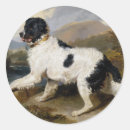 Search for newfoundland dog stickers Vintage