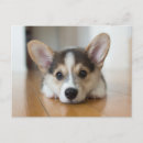 Search for cute corgi postcards Canine
