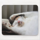 Search for fuzzy electronics Feline
