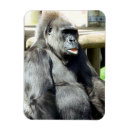 Search for primate magnets Fun