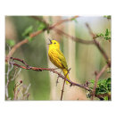 Search for warbler art Wildlife