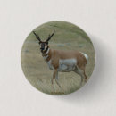 Search for antelopes accessories Pronghorn antelope