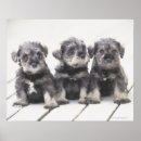 Search for miniature schnauzer posters Animal