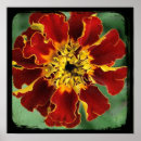 Search for marigold posters Photography