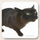 Search for close coasters Black