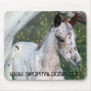 Search for filly Appaloosa